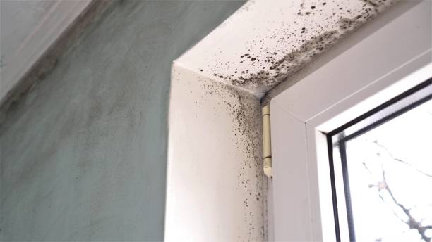Best Attic Mold Removal  in Vega, TX