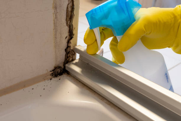 Best Mold Testing  in Vega, TX