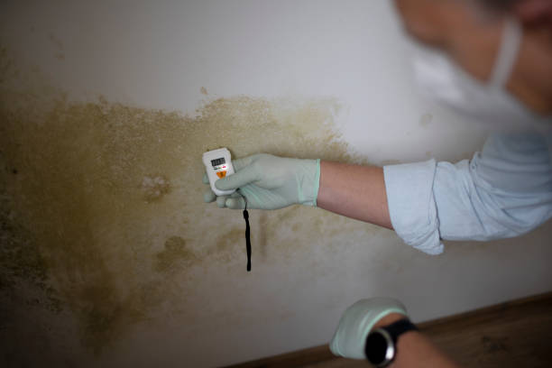 Best Mold Remediation  in Vega, TX