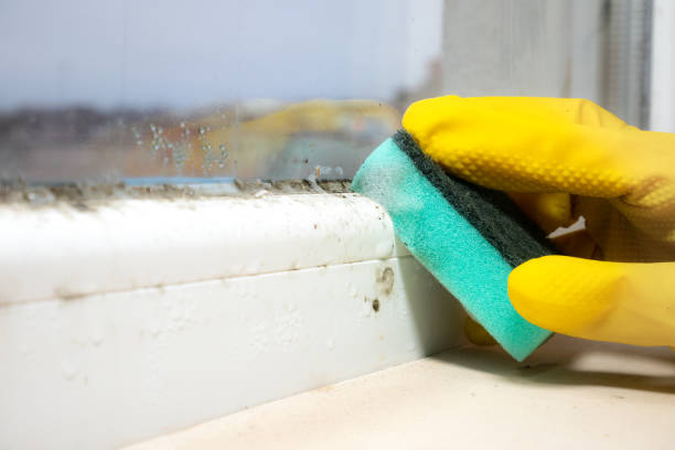 Certified Mold Removal in Vega, TX