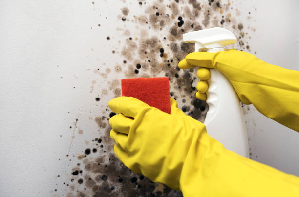 Best Mold Damage Repair  in Vega, TX