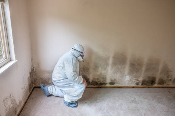 Best Local Mold Removal Service  in Vega, TX