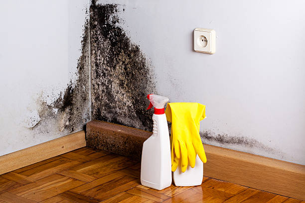Best Certified Mold Removal  in Vega, TX